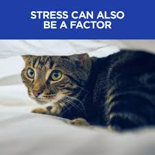 By john lodge on 27 april 2017. Hill S Prescription Diet Urinary Care C D Multicare Stress Cat Food Chicken Cat Veterinary Diets Petsmart