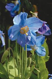 Comment Reussir Le Pavot Bleu De L Himalaya Pavot Bleu Pavot Photo Fleurs