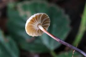 Image result for Marasmius rotula