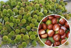What does daun kering mean in malay? Our Local Name Buah Berangan Translate In English Dream Fruit Heheee Fruit Grapes Garden