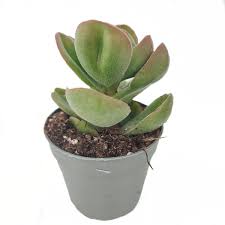 Image result for Crassula globularioides
