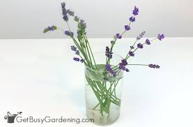 How to drink more water (tips from a nf coach). How To Harvest Lavender Leaves Flowers Get Busy Gardening