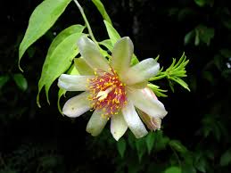 Image result for Pereskia aculeata