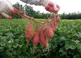 Place your prepared sweet potato halves in a warm place. Sweet Potatoes Planting Growing And Harvesting Sweet Potatoes The Old Farmer S Almanac