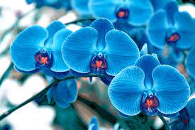 Pin On Flower