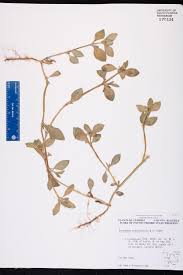 Image result for Cyphia richardsiae