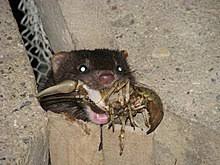 How to stop mink killing fish. Mink Wikipedia