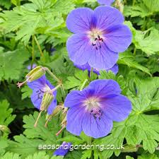 We have tulipsso stop in and custom order your bouquet early for your valentine sweetheart. Hardy Border Geranium Planting And Growing Guide