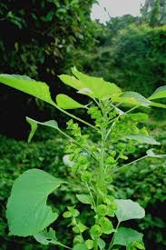 Image result for Acalypha fruticosa