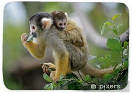 You can hire a specialized monkey trainer, although particular trainers use. Squirrel Monkey With Its Baby Bath Mat Pixers We Live To Change