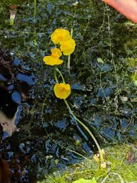 Image result for Utricularia