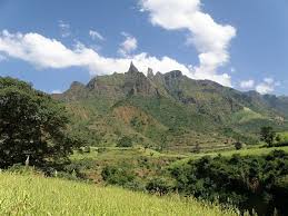 Image result for Hygrophila schulli