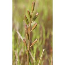 Image result for Triglochin bulbosa