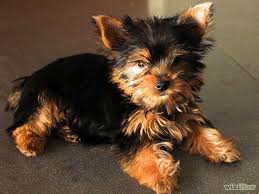 At what age are yorkies potty trained? How To Choose A Yorkie Puppy Yorkie Puppy Yorkie Puppy Care Yorkshire Terrier