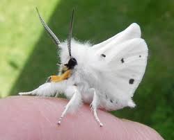 Black And White Striped Caterpillar Virginia Virginia Tiger Moth Spilosoma Virginica And The Yellow Bears Cute Moth Venezuelan Poodle Moth Tiger Moth