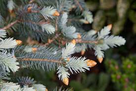 Every weeping norway spruce has its own personality. How To Make Your Blue Spruce Bluer Laidback Gardener