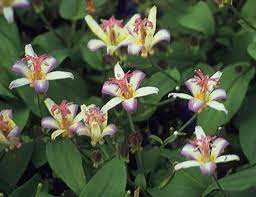 Red blooming perennials in texas. Shade Plant Tricyrtis Hirta Togen Shade Landscaping Shade Loving Perennials Shade Plants