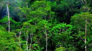 Pembanru di ehm ehm sama majikan tuanya. 6 Ciri Ciri Hutan Hujan Tropis Di Indonesia Dan Persebarannya Ilmugeografi Com