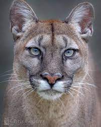 (an animal's range is the area in which the whole species is found, rather than the area inhabited by an individual animal.) 360 Puma Ideas In 2021 Wild Cats Animals Wild Animals Beautiful