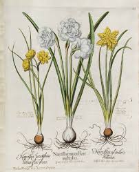 Bessler Basilius Hortus Eystettensis Vol 1 1620 Narcissus Illustration Online Art