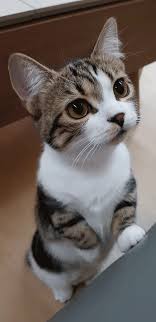 Nom Nom Nom Gatinhos Adoraveis Animais De Estimacao Gatos