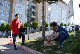 Bartin Da Bir Kopek Tedavi Goren Sahibini Hastanenin Bahcesinde Bekliyor Gundem Haberleri