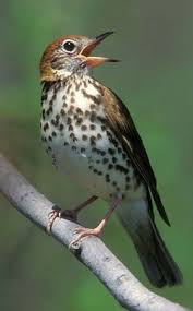 Wood Thrushes Were My Best Informants Neighboring Pairs Sing To Each Other In A Chain Of Call And Response Tha Backyard Birds Beautiful Birds