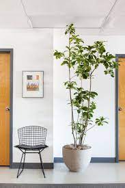Large Indoor Trees That Make A Bold Statement Apartment Therapy Large Indoor Plants Best Indoor Trees Indoor Trees