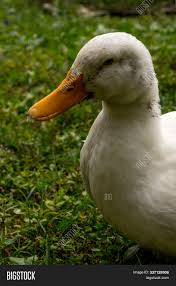 Cute little toddler baby boy, sleeping with colorful easter eggs. Adult American Pekin Image Photo Free Trial Bigstock
