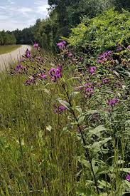 Image result for Vernonia turbinella