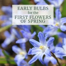 We did not find results for: 180 Spring Blooming Bulbs Ideas First Flowers Of Spring Longfield Gardens Flowers