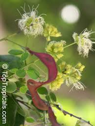 Image result for Pithecellobium dulce