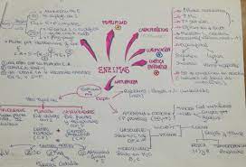 El Metabolismo Celular Metabolismo Celular Metabolismo Ciclo De Krebs