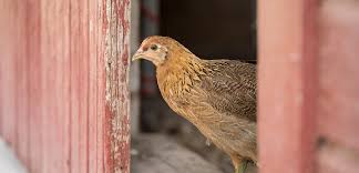 The only down side is that you must not breath it in when you are spreading it around as it can set hard in your lungs. Cock A Doodle Dos And Don Ts Keep Your Backyard Chickens Healthy And Safe Aspca