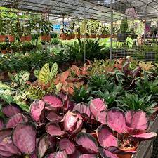 Plant nursery @ gurney, penang. C O Plants Nursery Mas Hwy Taman Guan Joo Seng 11600 Jelutong Penang