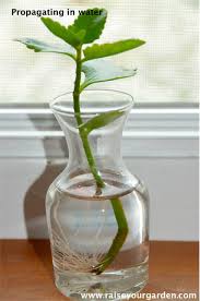 Check spelling or type a new query. How To Propagate Succulents From Division Offsets Pups Leaves Cuttings Beheading Water Raise Your Garden