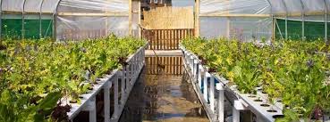 At premier polytunnels, we manufacture high quality commercial and garden polytunnels, polytunnel accessories, cloches, fruit cages and sheep housing. View Of The Roof Top Polytunnel And Crops Download Scientific Diagram