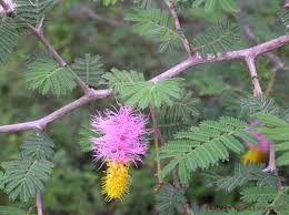 Image result for Dichrostachys