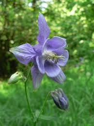 Sometimes described simply as blue columbine but also known as rocky mountain columbine, this lovely wildflower is actually colorado's state flower. Aquilegia Vulgaris L