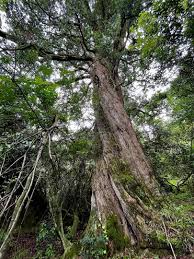 Image result for Podocarpus latifolius