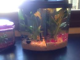 This Is The Tank I M Getting So I Could Divide It To Keep Two Bettas Betta Tank Betta Betta Fish