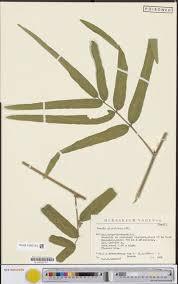 Image result for Indigofera paracapitata