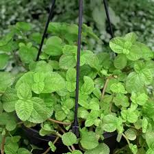 Image result for Pilea rivularis