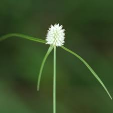 Image result for Kyllinga erecta