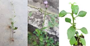 Image result for Vernonia cinerea