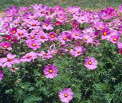 Image result for Cosmos bipinnatus