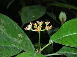 Image result for Psychotria auxopoda