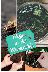 So wirst du sie endlich wieder los. Fliegen In Der Blumenerde Fliegen In Blumenerde Blumenerde Trauermucken