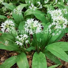 Image result for Allium ursinum