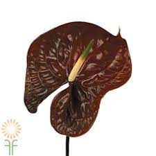 Pin On Caramel To Copper Flowers